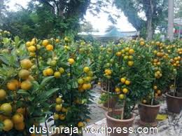 Boleh beli pasu besar ini di nurseri atau boleh gunakan tong yang besar yang. Rumput Jepun The Royal Orchard