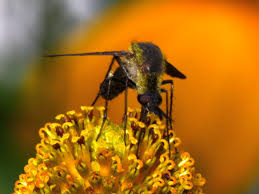 Image result for Cheirostylis lepida