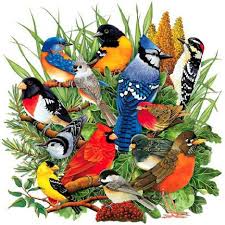 Backyard Birds Of Northern Illinois Illinois State Bird Backyard Birds Wild Birds Beautiful Birds