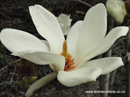 Not stellata, but a form of kobus. About Garden Design Magnolia Denudata