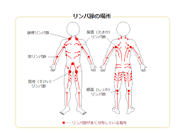 リンパマッサージについて リンパマッサージ ストレッチ ヨガ リンパ節