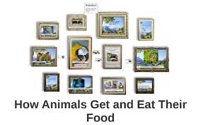 Within the first two weeks, the video accrued nearly 47.5 million views on youtubeand 3.5 million shares on facebook. How Animals Get And Eat Their Food By Jeffrey Aguila On Prezi Next