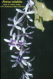 Image result for Petrea volubilis