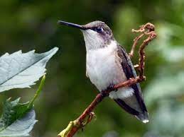 Dusky below with a bright red throat, black mask, and green crown. Differences In Ruby Throated Hummingbirds The Wood Thrush Shop