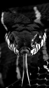 Snake Wallpaper Yilanlar Hayvanlar Nadide Hayvanlar