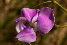 Image result for Vigna vexillata