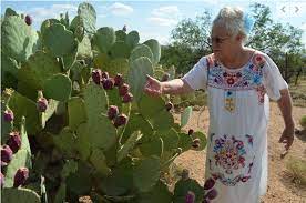 A prickly pear is perfect for the person who wishes to add a bit of green to their environment with limited time to care for plants. A Magical Fruit Arizona Cactus Ranch