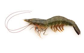 Ql marine products sdn bhd. Shrimp Ql Marine Products Sdn Bhd