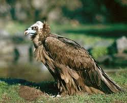 Kara Akbaba Pet Birds Bird Pictures Birds Of Prey