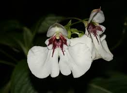 Image result for Impatiens gomphophylla