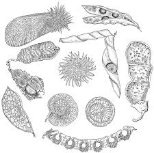 Image result for Rhynchotropis poggei