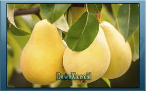 Arti mimpi digigit ular ini merupakan mimpi yang sering terjadi dan kerap membawa ketakutan. Arti Mimpi Tentang Buah Pir Menurut Primbon Ahli Tafsir
