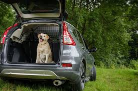 There's plenty you can do to increase your pet's chance of a safe flight. Dog Car Barrier The Best Cargo Divider For Your Car Car Advice Carsguide