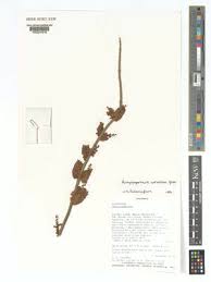 Image result for Achyrospermum laterale