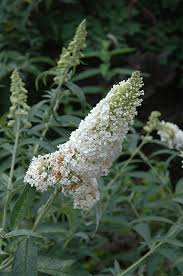 Image result for buddleia davidii