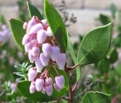 Image result for Manniophyton