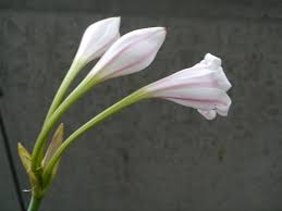 Image result for Crinum macowanii