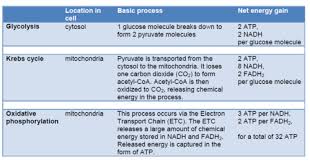 Biochemistry Basics Pogil Answer Key Free Cellular Respiration Biochemistry Notes Krebs Cycle Biochemistry