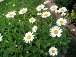 Forming a bushy clump that often grows 2' wide, shasta daisy will. Long Lasting Shasta Daisies Brighten The Summer Garden Silive Com