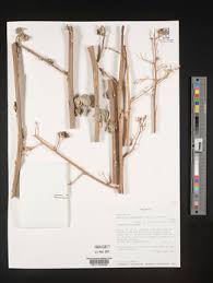 Image result for Abutilon englerianum