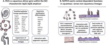 We did not find results for: Unraveling Cancer Lineage Drivers In Squamous Cell Carcinomas Sciencedirect