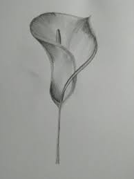 Pencil Drawing Peace Lily Peace Lily Flower Lilies Drawing Lily Flower Tattoos