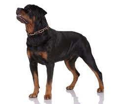 Maybe you would like to learn more about one of these? German Rottweiler Puppies For Sale In Nc Zoe Fans Blog Rottweiler Puppies German Rottweiler Puppies Dangerous Dogs