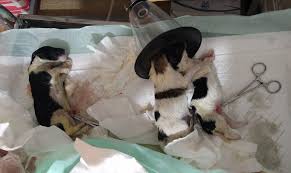 گالری جراحی های آدورینا | کلینیک آدورینا