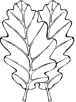Free printable leaf mantis coloring pages and download free leaf mantis coloring pages along with coloring pages for other activities and coloring sheets. Leaf Leaves Coloring Pages And Printable Activities