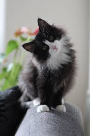 Black And White Tuxedo Cat Breed Alittlebitofsillinessreally Kittens Cutest Pretty Cats Beautiful Cats