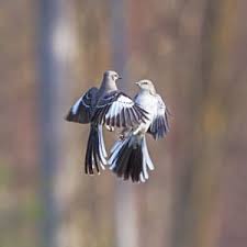 Birds That Sing At Night In Texas Mocking Bird Fight Birds Mocking Birds Mocking