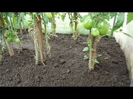 подкормка томатов во время цветения и плодоношения в теплице Kogda I Kak Nuzhno Okuchivat Tomaty Video Olgi Chernovoj 9iyunya Youtube V 2020 G Organicheskoe Sadovodstvo Ogorodnichestvo Sadovodstvo