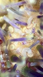 Image result for Ophrestia unicostata