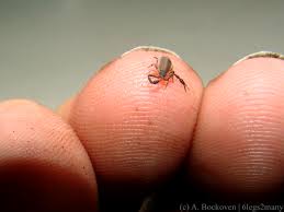 Nice shot—i like the fuzziness. May 2013 6legs2many