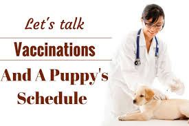 Most vets give puppy shots at 6 weeks, 9 weeks, 12 weeks. Puppies Shots Chart Schedule And Cost Your Puppy Vaccination Guide 2021