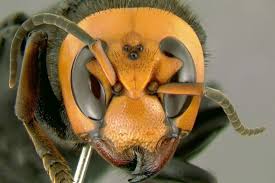 The hornets compete in the national basketball association (nba). Attack Of The Murder Hornets Is A Nature Doc Shot Through Horror Sci Fi Lens Ars Technica