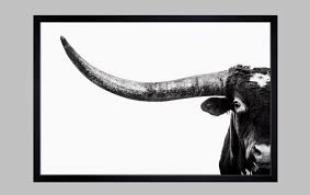 Black And White Bull Canvas Texas Longhorn Bull Closeup Canvas Or Photo Print Western Decor Cow Wall Art In Black White Large Prints And Large Canvas Available Cow Wall Art Large Prints Photo Printing