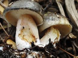Image result for Suillus wasatchicus