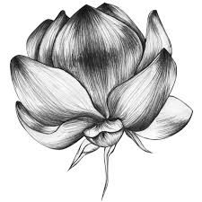 Black And White Drawing Ideas Nature Karin Meyn Black And White Drawing Black White Drawing Drawings Black White