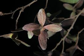 Image result for Carpodiptera africana