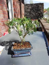 What S Wrong With My Sezchuan Pepper Tree Am I Overwatering It R Bonsai