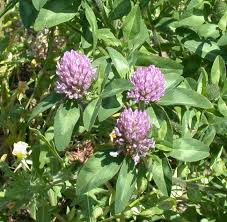 Image result for Trifolium masaiense
