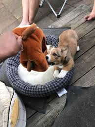 It's also free to list your available puppies and litters on our site. Corgi Puppies Mn