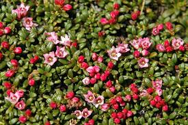 Image result for Galenia procumbens