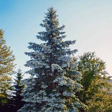 Fall is the second best time. Buy Affordable Colorado Blue Spruce Trees At Our Online Nursery Arbor Day Foundation Buy Trees Rain Forest Friendly Coffee Greeting Cards That Plant Trees Memorials And Celebrations With Trees And More