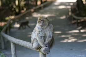 Barbary Macaque Monkeys On The Affenberg Salem In 2020 Macaque Primates Barbary