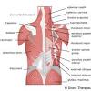Muscle anatomy for massage 12 photos of the muscle anatomy for massage back muscle anatomy for massage, muscle anatomy for massage, muscle anatomy for massage therapists, human muscles, back muscle anatomy for massage, muscle anatomy for massage, muscle anatomy for massage therapists 1