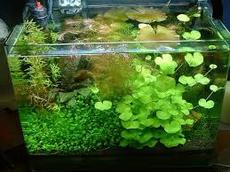 50watt Heater Satellite 20 40 Watt Cf Diy Co2 Ada Soil And A Few Drops Of Flourish A Week Ottos Cherries And 3 Ps Aquarium Fish Fish Tank Nano Aquarium