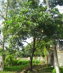 Terdapat juga konjungsi pengutamaan, seperti : 20 Pilihan Pokok Pokok Teduhan Berbunga