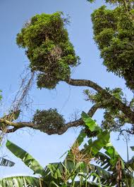 Image result for Cola clavata